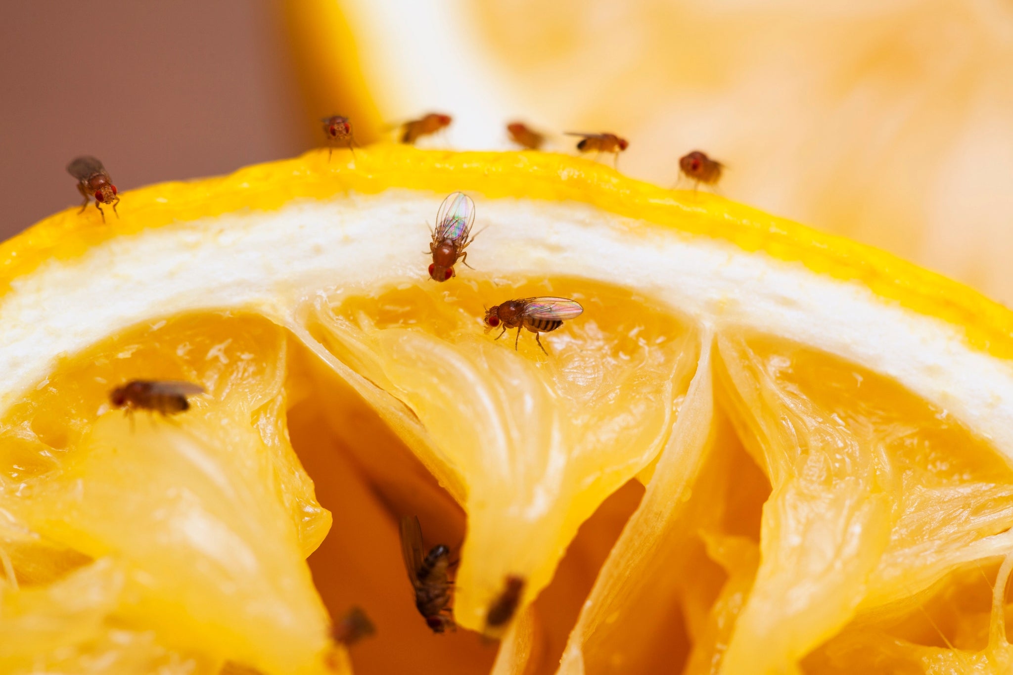 Flies In The Compost: Should I Have Flies In My Compost?