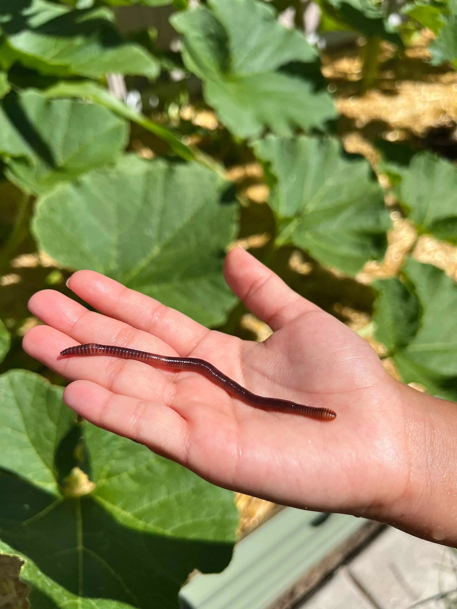 Guide to Red Wiggler Composting Worms: Everything You Need to Know Meme's Worms