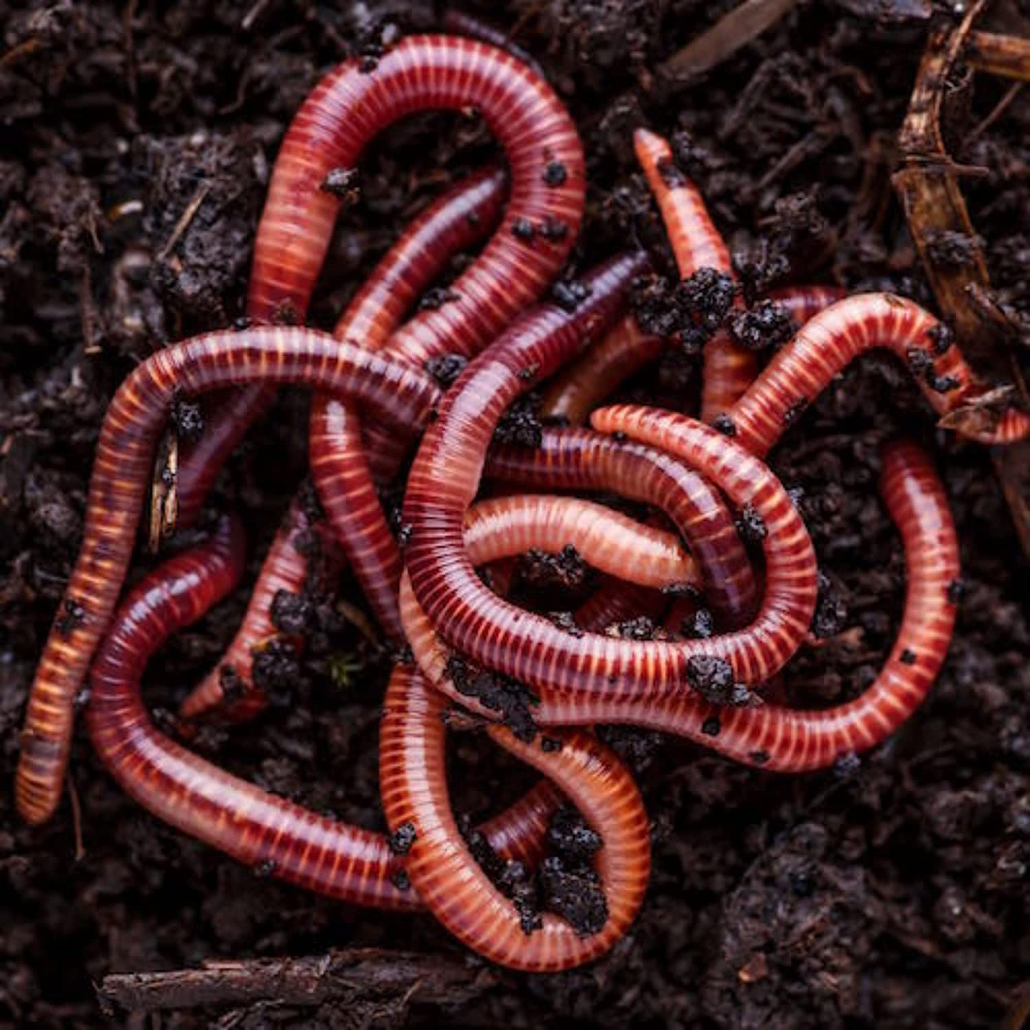 The Best Way to Grow Your Worm Business: a Farmer's Perspective.