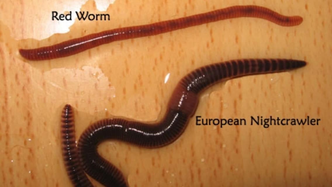 How To Choose The Best Worms For Your Compost Bin