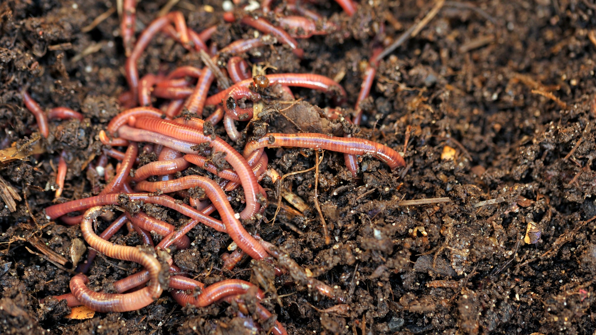 The 3 Main Types of Worms