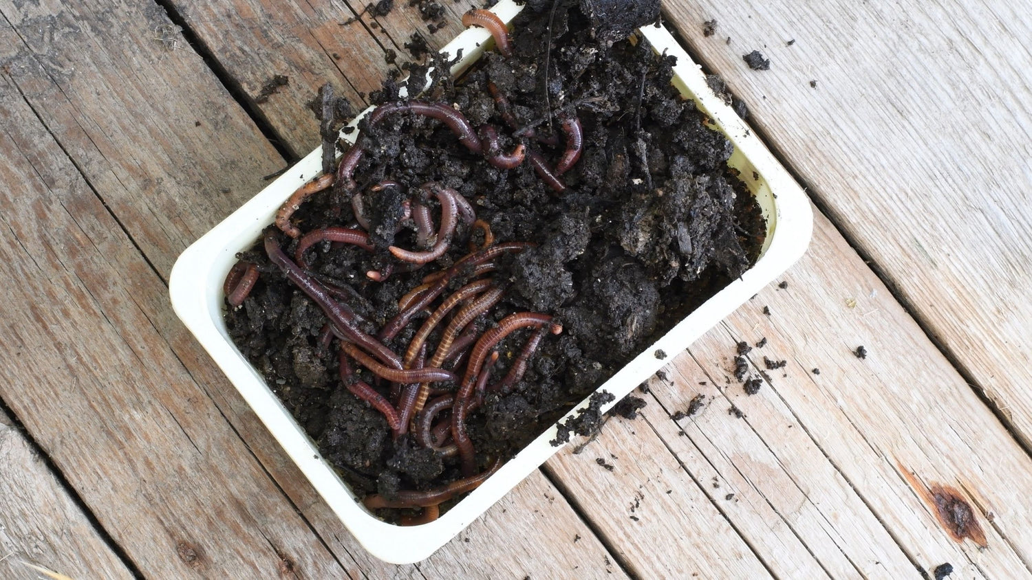 How to Break Down Compost Meme's Worms