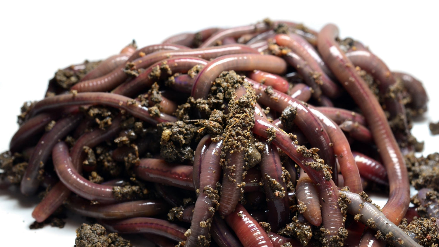 Advantages of European Nightcrawlers Meme's Worms