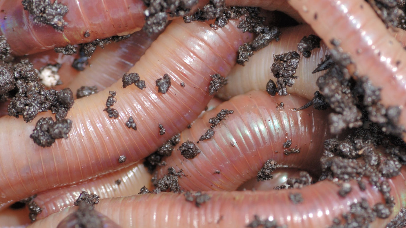 How to Care for European Night Crawlers