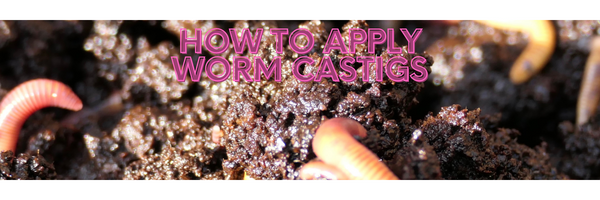How to apply worm castings to your plants and soil