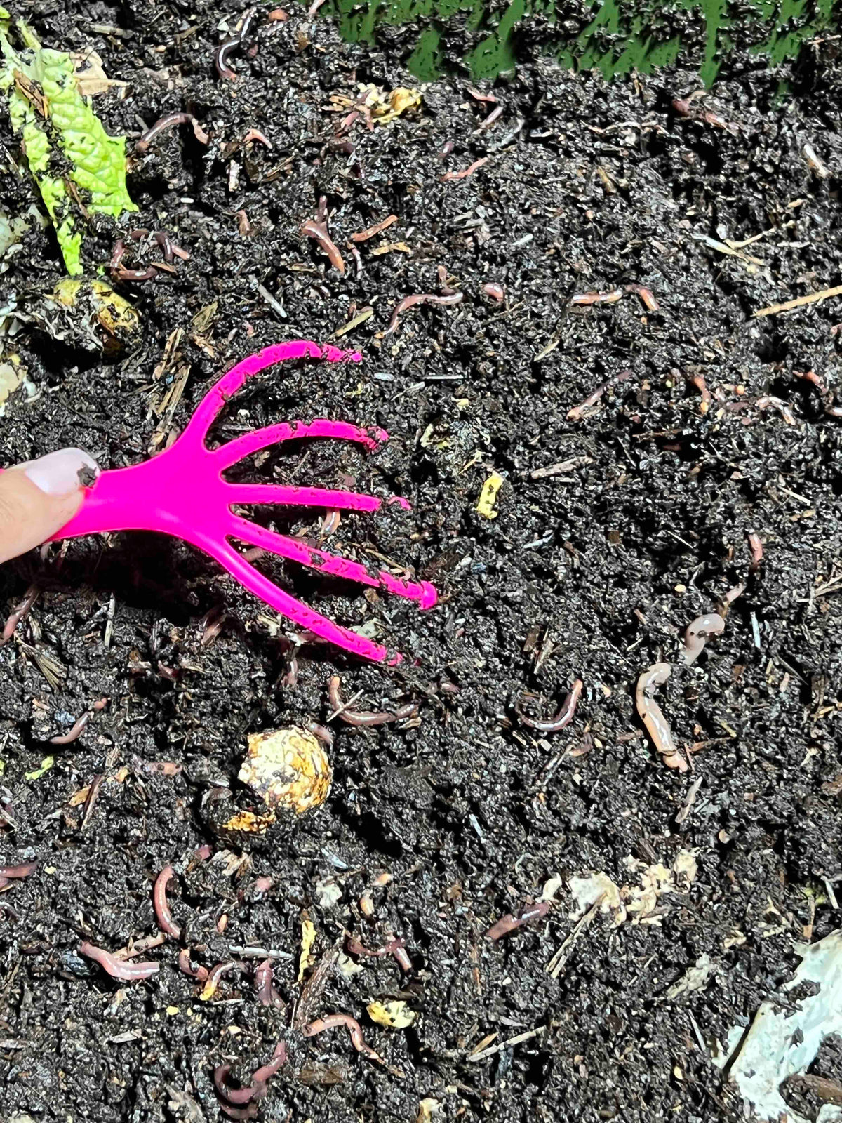 Banishing Bad Smells Your Guide to Worm Composting Bin Odors