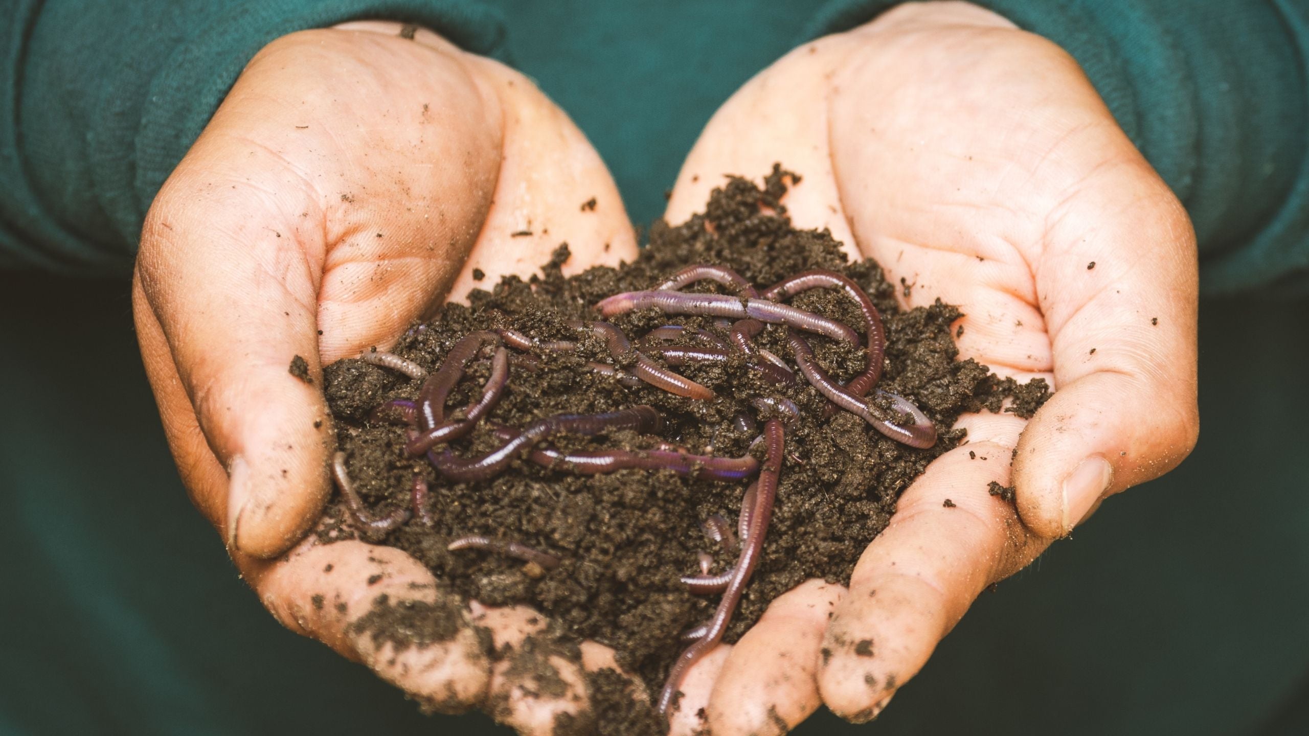 Creating a Healthy Environment for Your Worms Meme's Worms