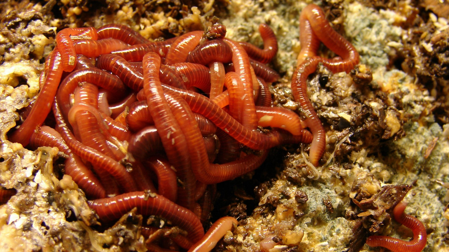 What Do Composting Worms Eat? Meme's Worms