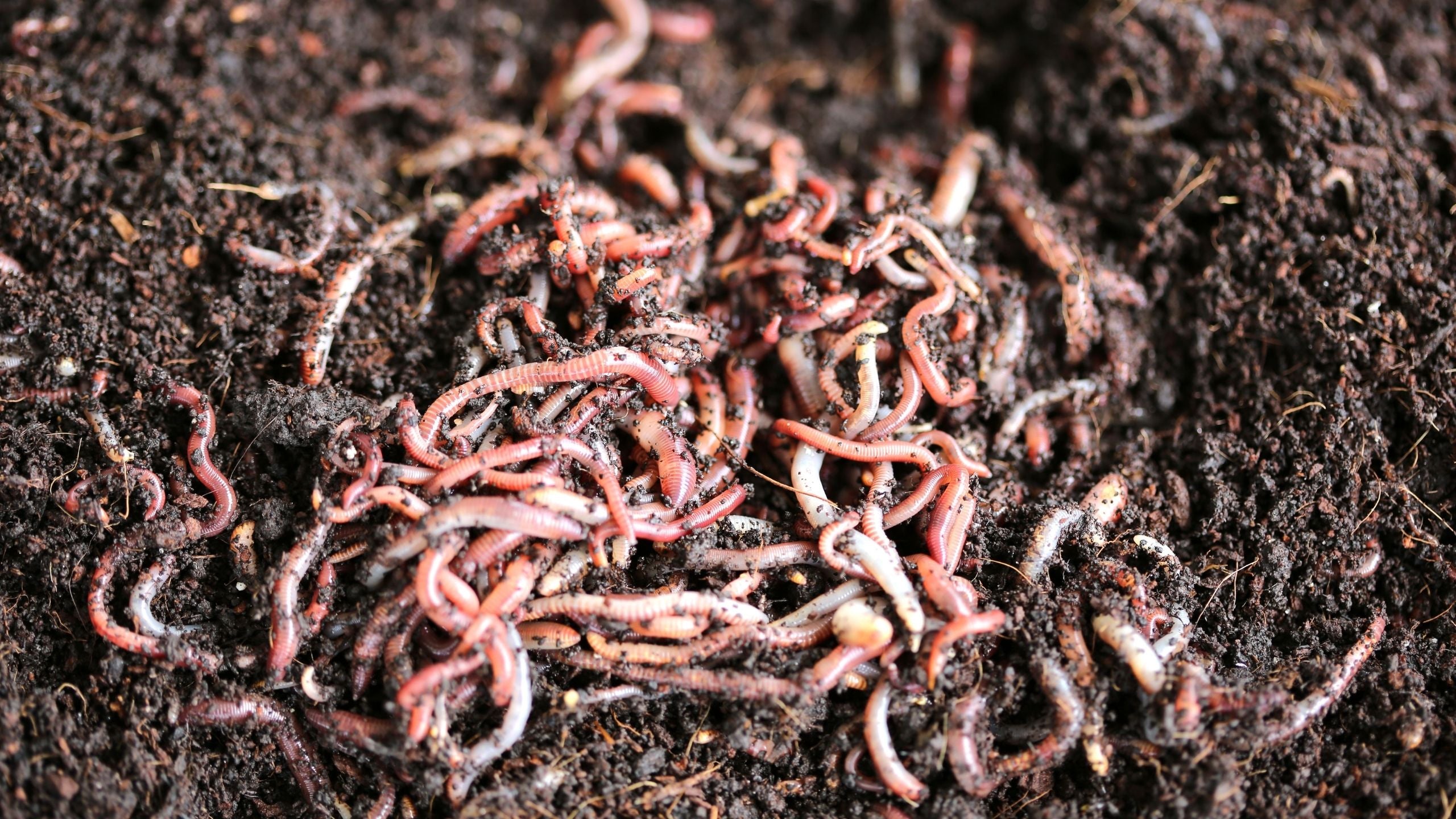 Ideal Environment for Composting Worms Meme's Worms