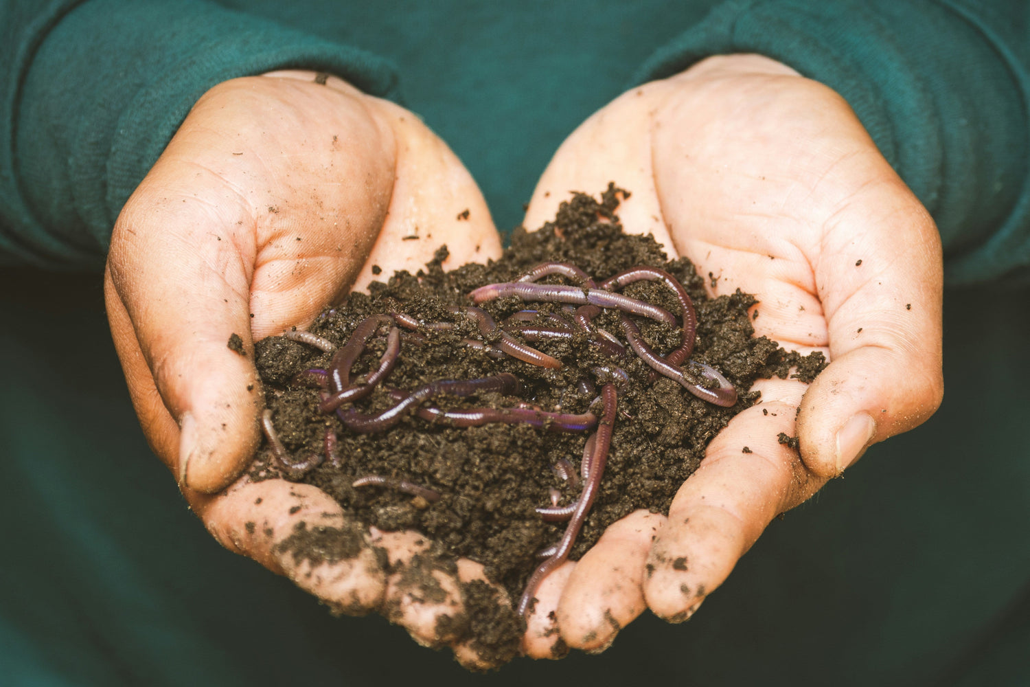 Starting-Your-Worm-Composting-Adventure-A-Decade-of-Insights Meme's Worms