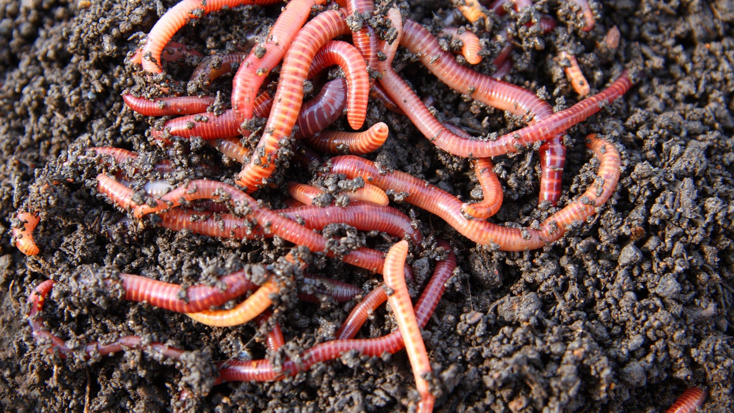 The Difference Between an Earthworm & Compost Worm Meme's Worms