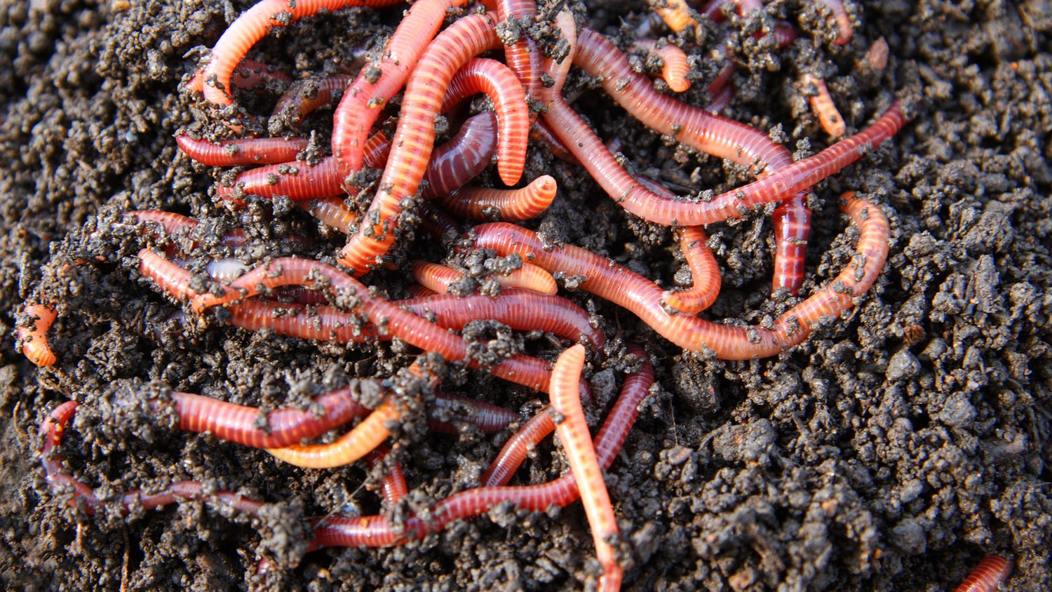 The Difference Between an Earthworm & Compost Worm