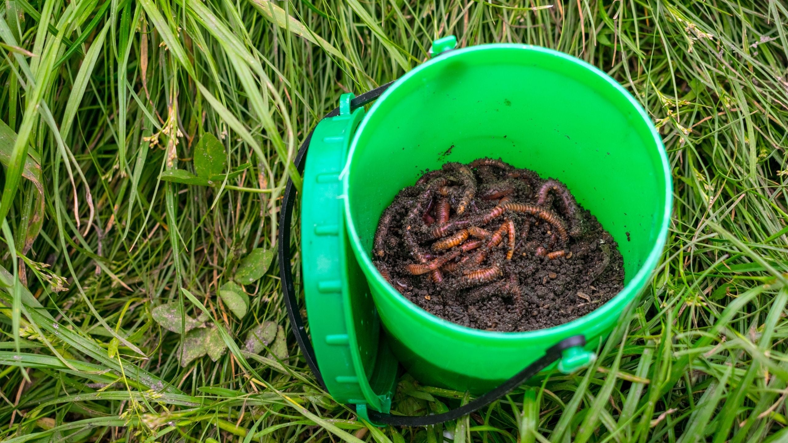 Caring for Red Wigglers Meme's Worms