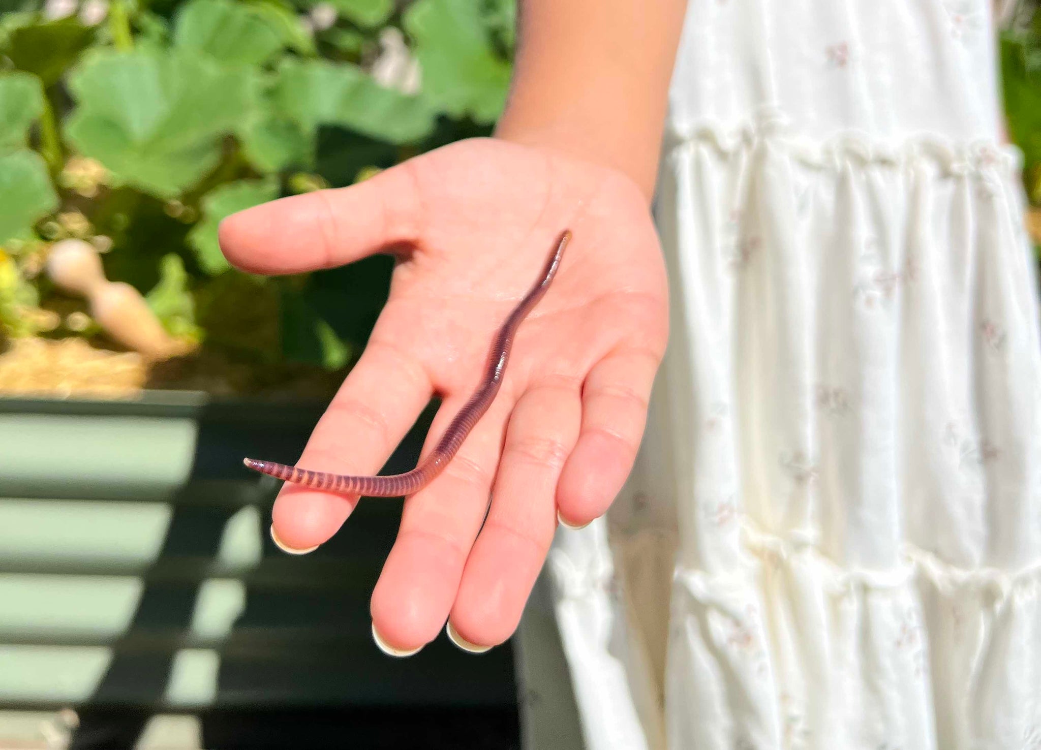 Shop Worm Bins for Composting Meme's Worms USA