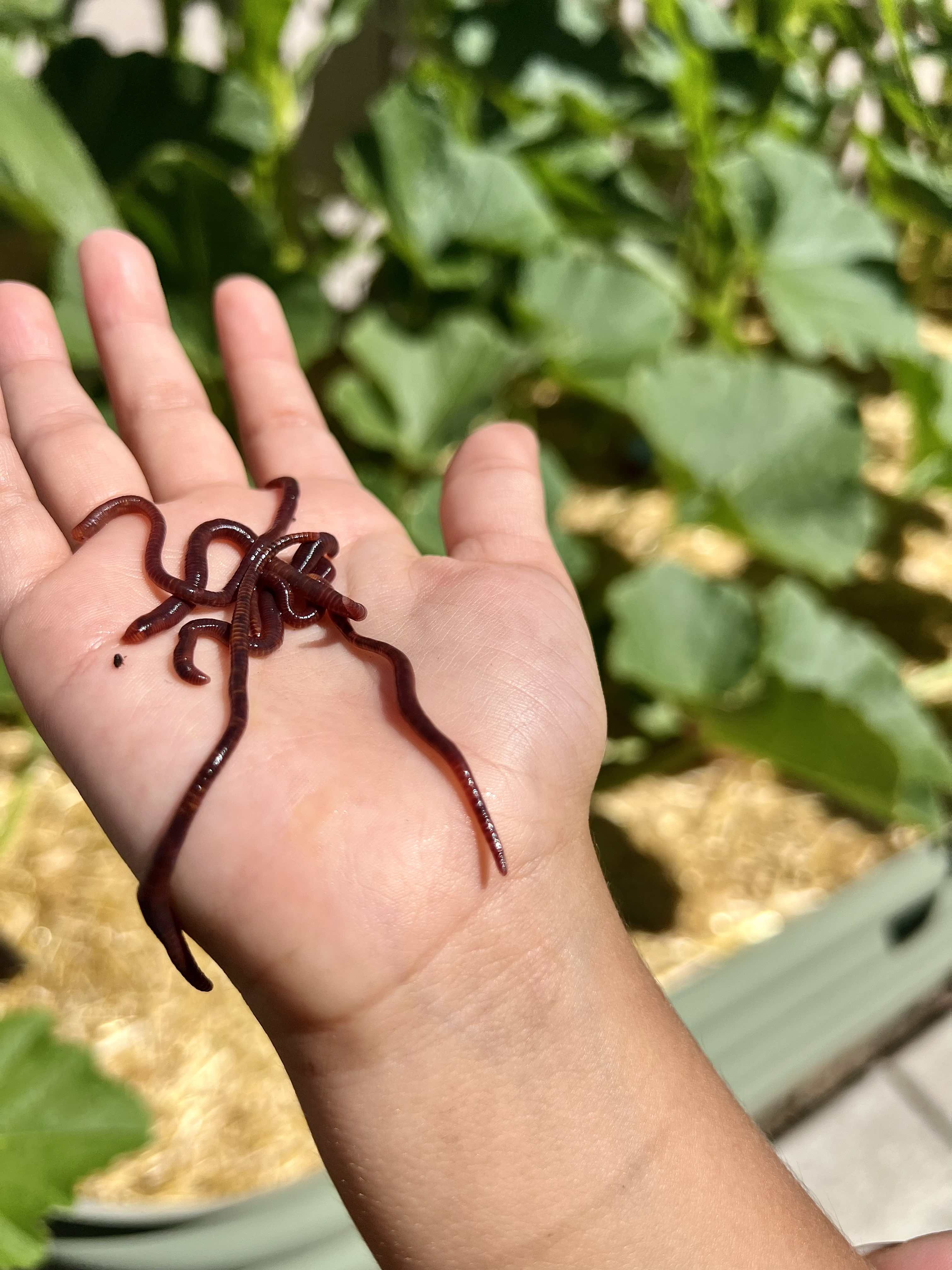 Buy Bulk Red Wiggler Worms  Live Red Wigglers for Sale